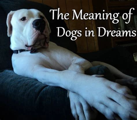 The Symbolism of a Stolen Dog in a Dream